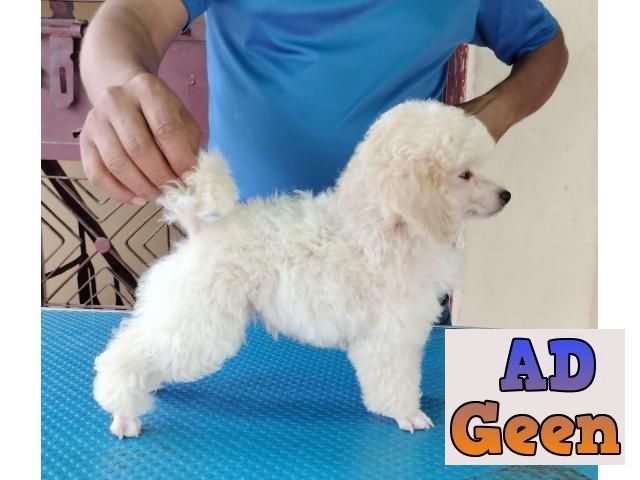 used Quality Poodle Puppies Available 9891116714 for sale 